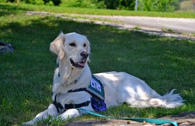 National Service Dog Month