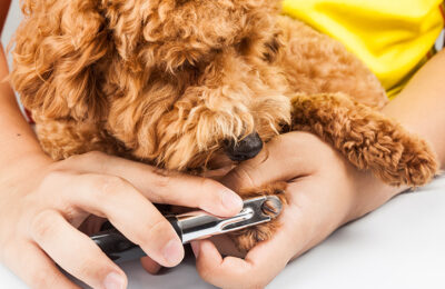 Easier Dog Nail Trims