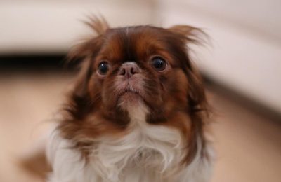 Preparing Your Dog For Fireworks