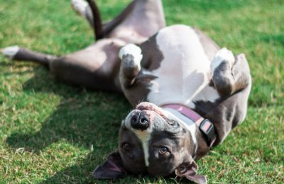 October is National Pit Bull Month