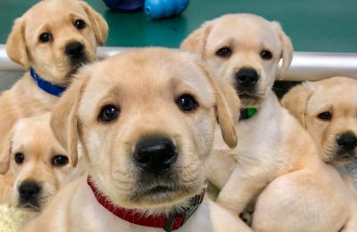 Here’s How to Have the Best National Puppy Day Ever