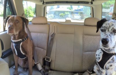 Help Your Dog Feel Calm During Car Rides