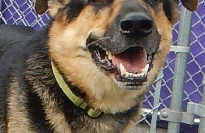 Congratulations to Yoda, our December Dog of the Month!