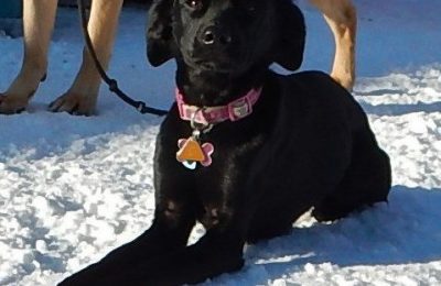 Congratulations Lulu, March Dog of the Month!