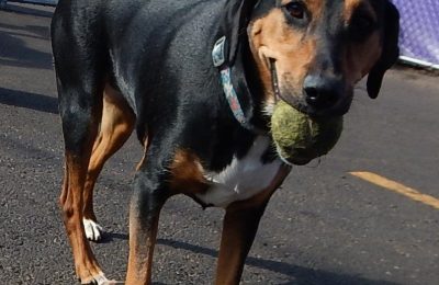 Congratulations Coco Blu, April’s Dog of the Month!