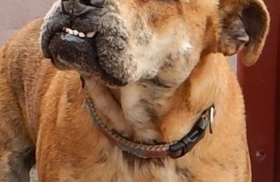 Congratulations to Maggie, our May Dog of the Month