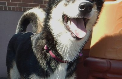 Congratulations Oakley, June Dog of the Month