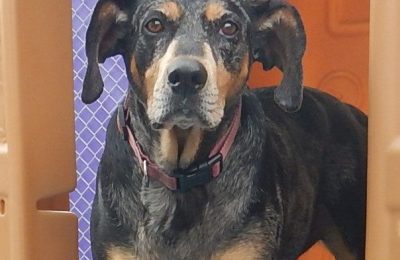 Congratulations Roxie, September Dog of the Month