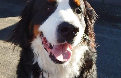 Congratulations Giles, November Dog of the Month!