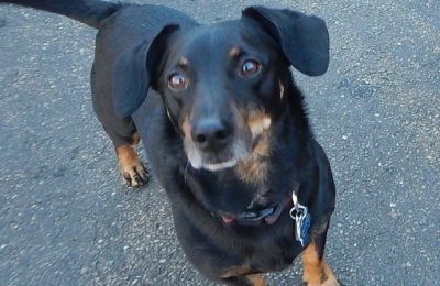 Congratulations Otto, December Dog of the Month