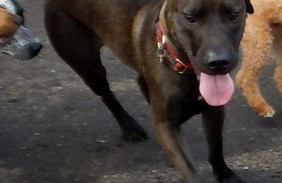 Congratulations Cuddles, January Dog of the Month!