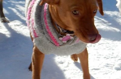 Congratulations Dalylah, March Dog of the Month!