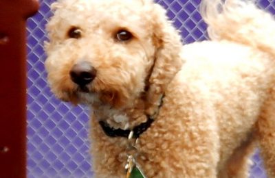 Congratulations Kaner, April Dog of the Month