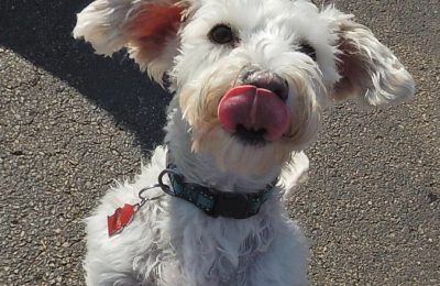 Congratulations to Henry, our May Dog of the Month!