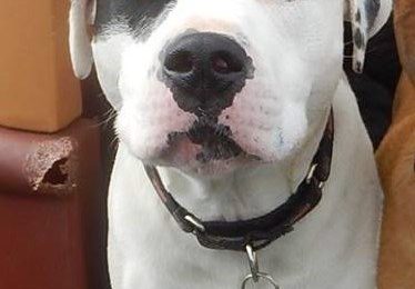 Congratulations Spanky, June Dog of the Month