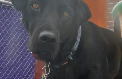 Congratulations Beau, July Dog of the Month!