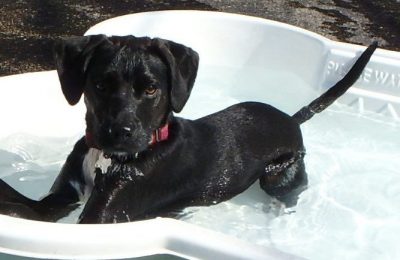 Congratulations Rocket, August Dog of the Month!