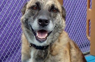 Congratulations Spirit, September Dog of the Month!