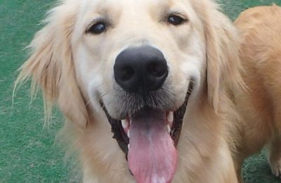 Congratulations Duncan, October Dog of the Month!