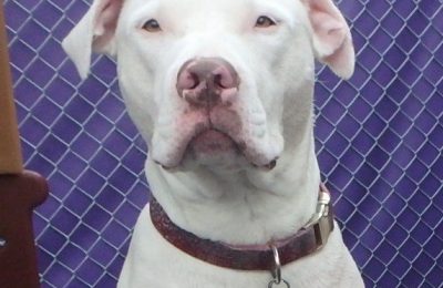 Congratulations Dazey, November Dog of the Month!