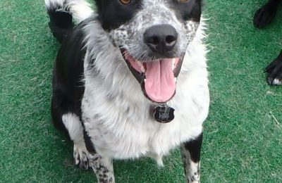 Congratulations Bo, December Dog of the Month!