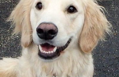 Congratulations Deke, January Dog of the Month!