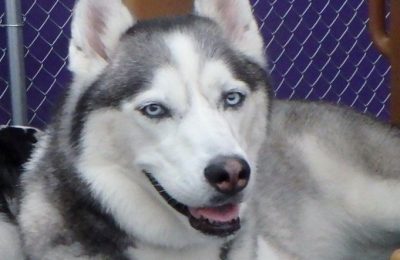 Congratulations Annabelle, February Dog of the Month!