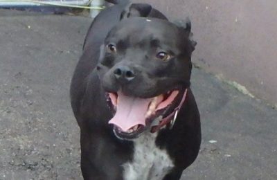 Congratulations Chops, March Dog of the Month!