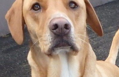 Congratulations Ivy, April Dog of the Month!