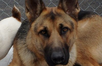 Congratulations Onyx, May Dog of the Month!