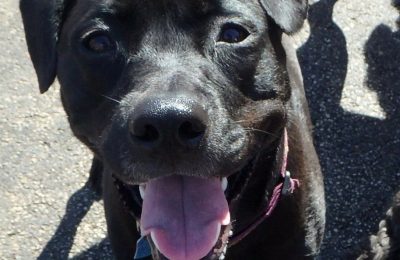 Congratulations Katy, June Dog of the Month!