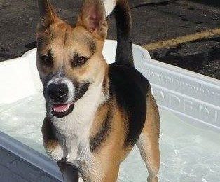 Congratulations Minnie, July Dog of the Month!