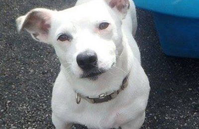 Congratulations Bebe, August Dog of the Month!