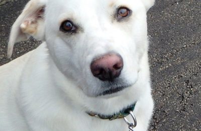 Congratulations Homer, September Dog of the Month!