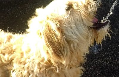 Congratulations Moco, October Dog of the Month!