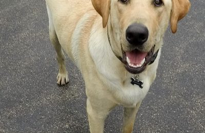 Congratulations Rhiver, November Dog of the Month!