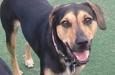 Congratulations Lola, January Dog of the Month!