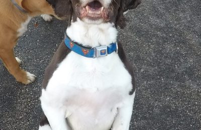 Congratulations Bailey, March Dog of the Month!