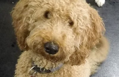 Congratulations Wrigley, April Dog of the Month!