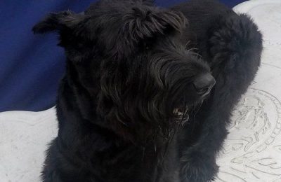 Congratulations Cece, May Dog of the Month!