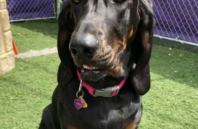 Congratulations Luna, June Dog of the Month!