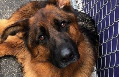 Congratulations Krueger, August Dog of the Month!