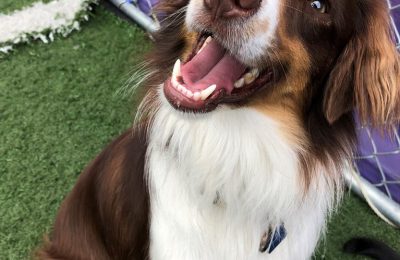 Congratulations Gunner, October Dog of the Month!