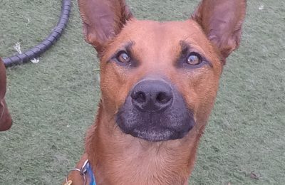 Congratulations Dexter, November Dog of the Month!