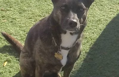 Congratulations Tesla, January Dog of the Month!