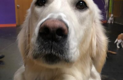 Congratulations Pearl, March Dog of the Month!