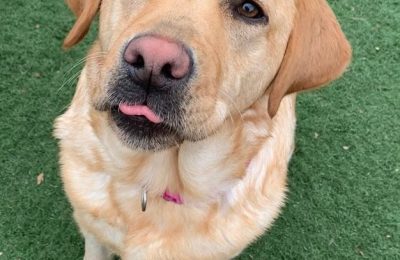 Congratulations Bailey, April Dog of the Month!