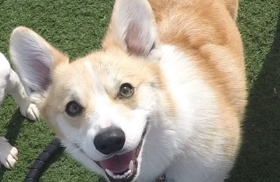 Congratulations Pez, May Dog of the Month!