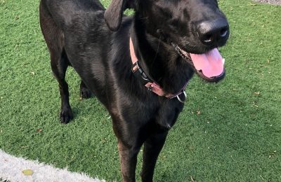 Congratulations Callie, June Dog of the Month!