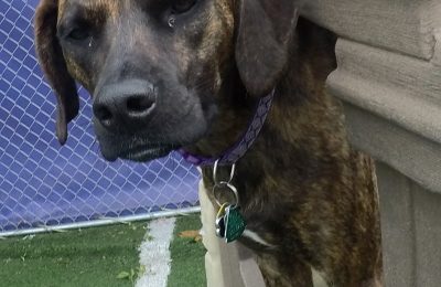 Congratulations Llewellyn, July Dog of the Month!